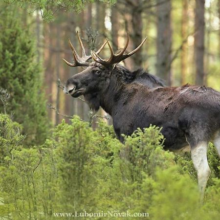 Kwatera Na Bagnach Osowiec  Exteriér fotografie