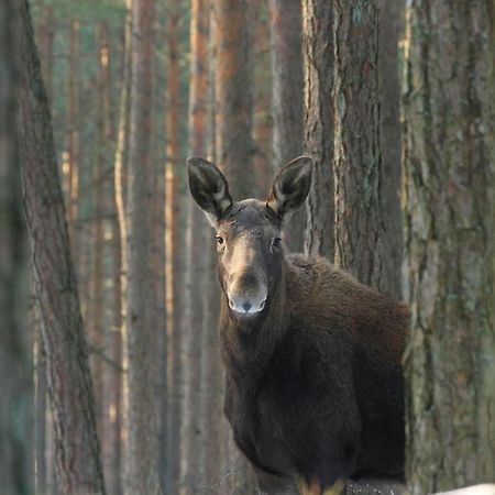 Kwatera Na Bagnach Osowiec  Exteriér fotografie